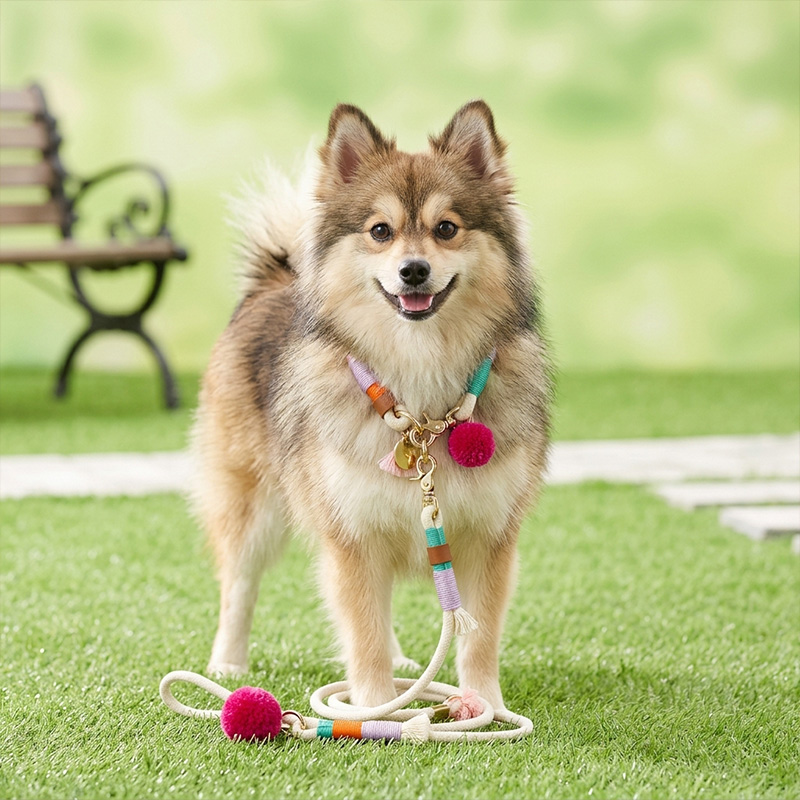A small Pomeranian mix standing on a green lawn wearing a colorful rope collar with matching dog leash.