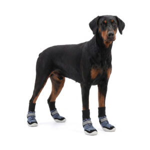 Doberman Pinscher standing in denim blue sock-style dog boots featuring comfortable black high-top knit cuffs.