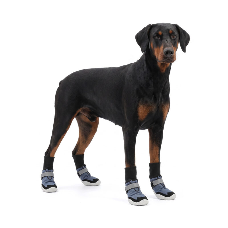 Doberman Pinscher standing in denim blue sock-style dog boots featuring comfortable black high-top knit cuffs.