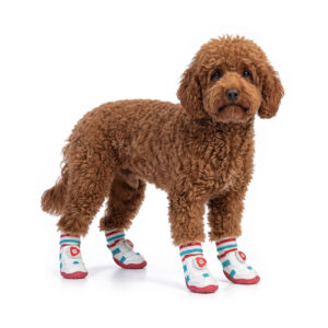Poodle Standing In Smart Dial Sock-Top Dog Shoes Red Sole Brown poodle standing steadily while wearing sock-top dog shoes with a flexible red sole for small dogs.
