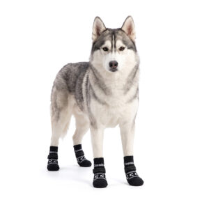 Siberian Husky standing confidently wearing stealth black soft-sole dog socks with white paw patterns.