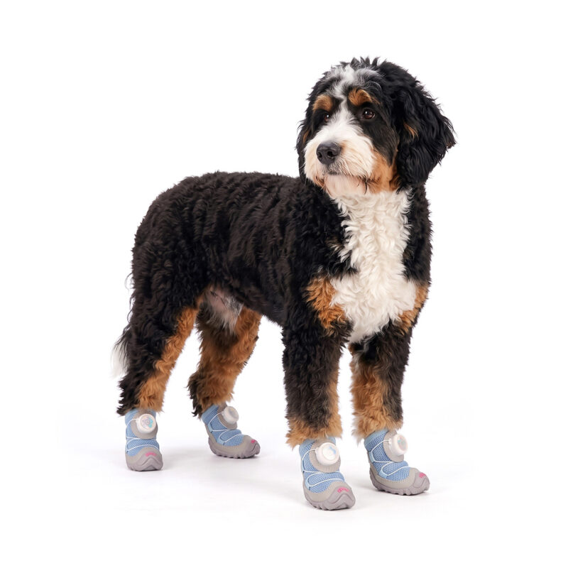 Denim Blue Sparkly Mesh Dog Shoes on Bernedoodle A tri-color Bernedoodle standing on a white background wearing denim blue sparkly mesh dog shoes.