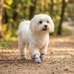 A small white Maltese dog pacing forward over a sun-dappled dirt park pathway wearing taro purple sparkly mesh dog shoes.
