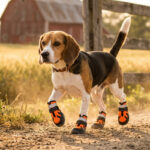 Active Beagle walking along a rustic farm fence wearing tangerine orange sport hiking dog shoes with gray mudguards.