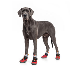 Great Dane Standing In Sport Hiking Dog Shoes Crimson Red Massive grey Great Dane standing tall while wearing crimson red sport hiking dog shoes with gray soles.