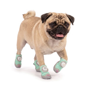 Sage Green Stay-On Dial-System Dog Shoes on Pug A fawn Pug running forward on a white background wearing sage green stay-on dial-system dog shoes.