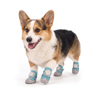 Turquoise Blue Stay-On Dial-System Dog Shoes on Corgi A Pembroke Welsh Corgi moving forward wearing turquoise blue stay-on dial-system dog shoes with grey outsoles.