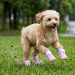 A tan Cockapoo dog bounding fast across wet green park grass wearing taro purple stay-on dial-system puppy shoes.