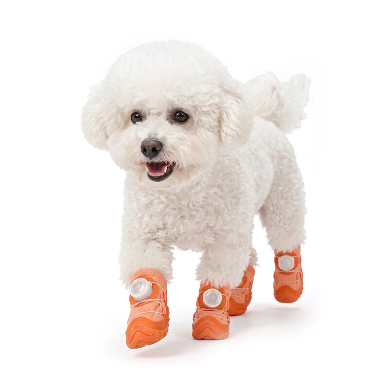 A small white Bichon Frise dog walking forward on a white background wearing tangerine orange stay-on dial-system puppy shoes.