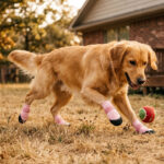 Golden Retriever playing fetch with a ball on backyard lawn wearing sakura pink stay-on socks for active dogs.
