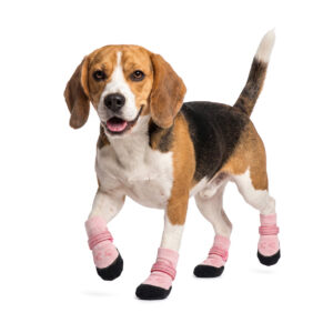 Active Beagle trotting happily in sakura pink stay-on socks for active dogs with non-slip protective bases.