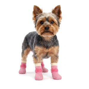 Small Yorkshire Terrier wearing sakura pink stay-on socks with velcro straps for indoor hardwood stability.