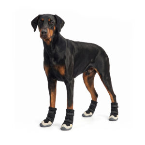 Summer Dog Boots For Large Dogs On Doberman Pinscher Doberman wearing breathable mesh dog boots in black and cream for protective summer walking.