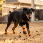 A Doberman walking on dry lawn wearing tangerine orange summer paw protectors for hot pavement.