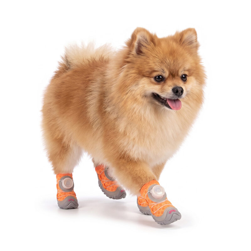 Tangerine Orange Summer Walking Dog Shoes on Pomeranian A fluffy orange Pomeranian moving forward on a white background wearing tangerine orange summer walking dog shoes.