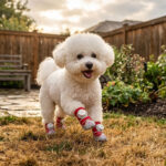 A small white Bichon Frise dog running dynamically on a brick patio wearing crimson red thermal fleece cozy dog shoes.