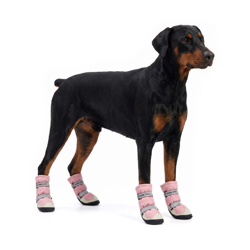 Water-Resistant Dog Boots On Doberman Breed Doberman Pinscher standing confidently in blush pink water-resistant dog boots with long-shaft protection.