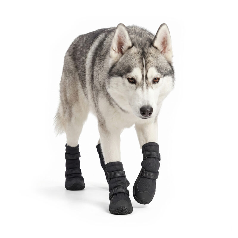 Siberian Husky walking in stealth black water-resistant hiking dog boots with double adjustment wrap bands.