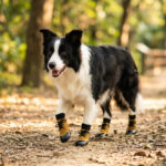 A border collie walking on a dry forest dirt path wearing camel tan waterproof lace-up dog socks.