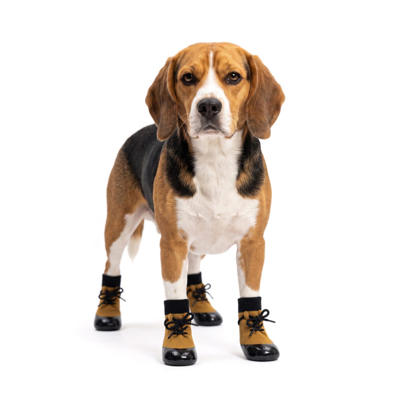 Beagle standing proudly in camel tan waterproof lace-up dog socks with seamless shiny black rubber bottoms.