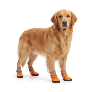 Waterproof Neoprene Dog Boots On Golden Retriever Breed Golden Retriever standing wearing tangerine orange waterproof neoprene dog boots with wide openings.