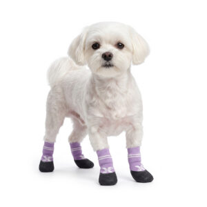 A white Maltese standing securely in taro purple waterproof outdoor dog socks featuring molded black rubber bases.