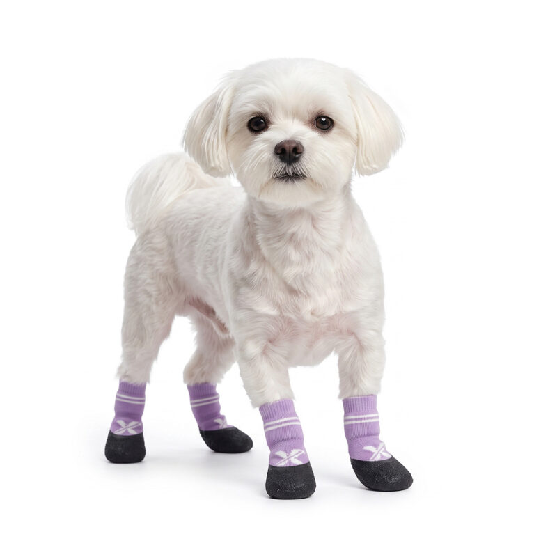 A white Maltese standing securely in taro purple waterproof outdoor dog socks featuring molded black rubber bases.