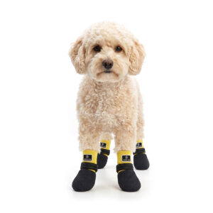 Lemon Yellow Waterproof Socks on Poodle Fluffy poodle wearing lemon yellow waterproof rubber sole dog socks with protective black latex bottoms.