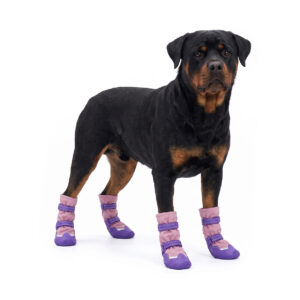 Waterproof Snow Dog Boots On Rottweiler Breed Rottweiler standing wearing pink and purple waterproof snow dog boots with high-top winter leg protection.