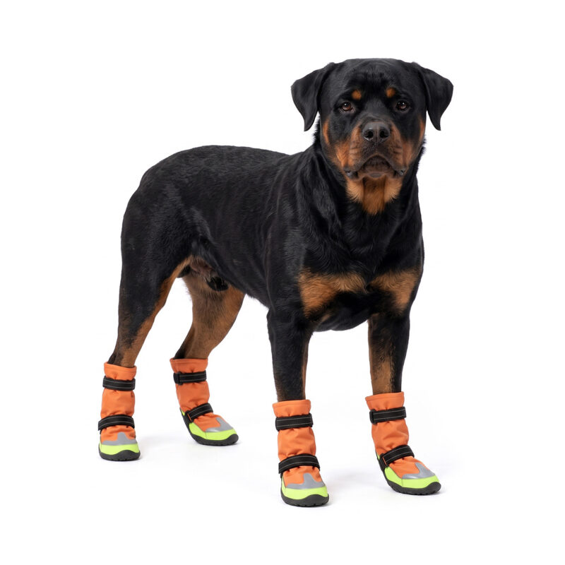 Winter Outdoor Dog Boots On Rottweiler Breed Rottweiler standing wearing tangerine orange winter outdoor dog boots with reflective neon trim panels.