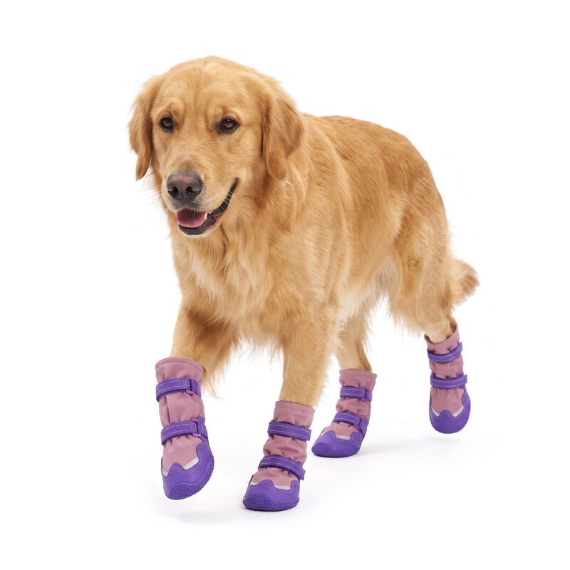 Winter-Warm Dog Boots On Golden Retriever Golden Retriever walking comfortably wearing pink and purple winter-warm dog boots with secure dual strap wraps.