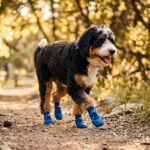 A fluffy Bedlington Terrier walking on a gravel trail wearing royal blue winter warm dog socks.