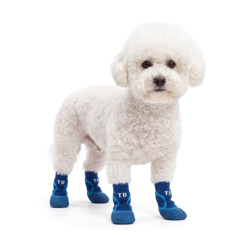 Fluffy white Bichon Frise standing securely in royal blue winter warm dog socks featuring integrated blue rubber shells.