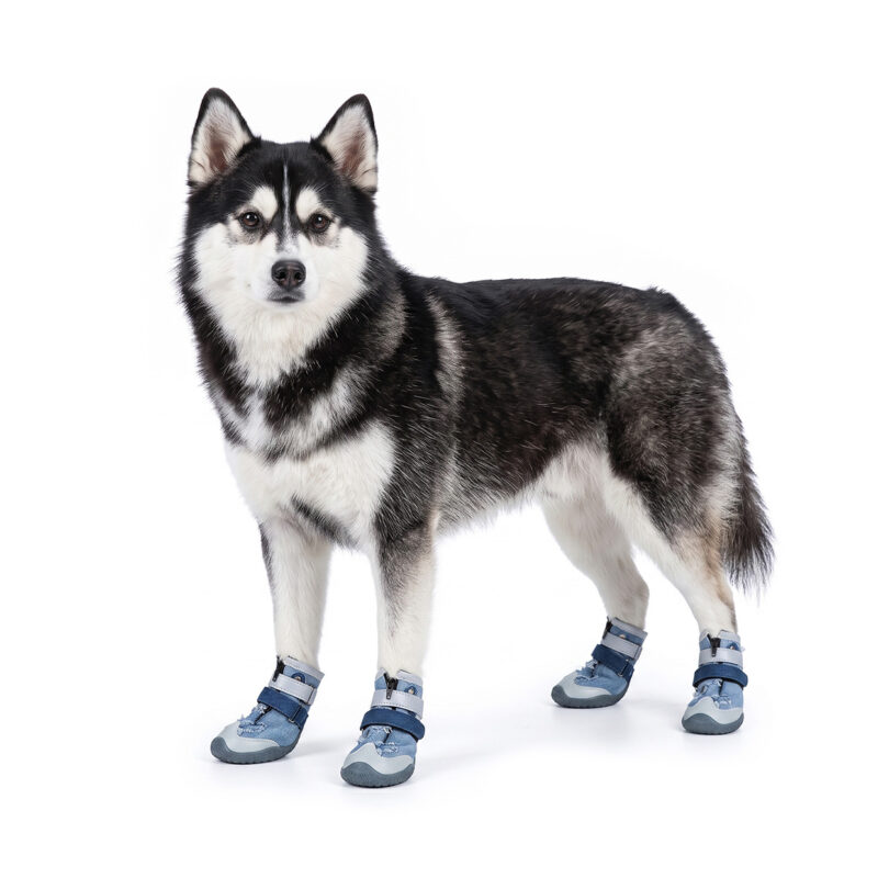 Siberian Husky Testing Zipper Denim Dog Shoes Denim Blue Siberian Husky standing straight while wearing denim blue zipper denim dog shoes with integrated reflective collars.