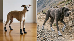 Complete guide on dog boot soles comparing a Whippet in indoor grip socks on hardwood with a Great Dane in rugged trail boots on rocky terrain.