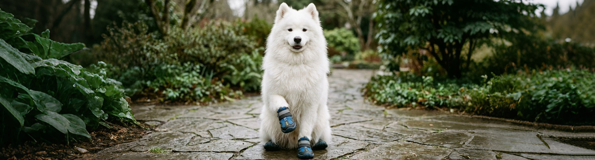 Fluffy Samoyed sitting on wet stone lifting a paw to showcase rubber sole grips for Soles & Traction guides.