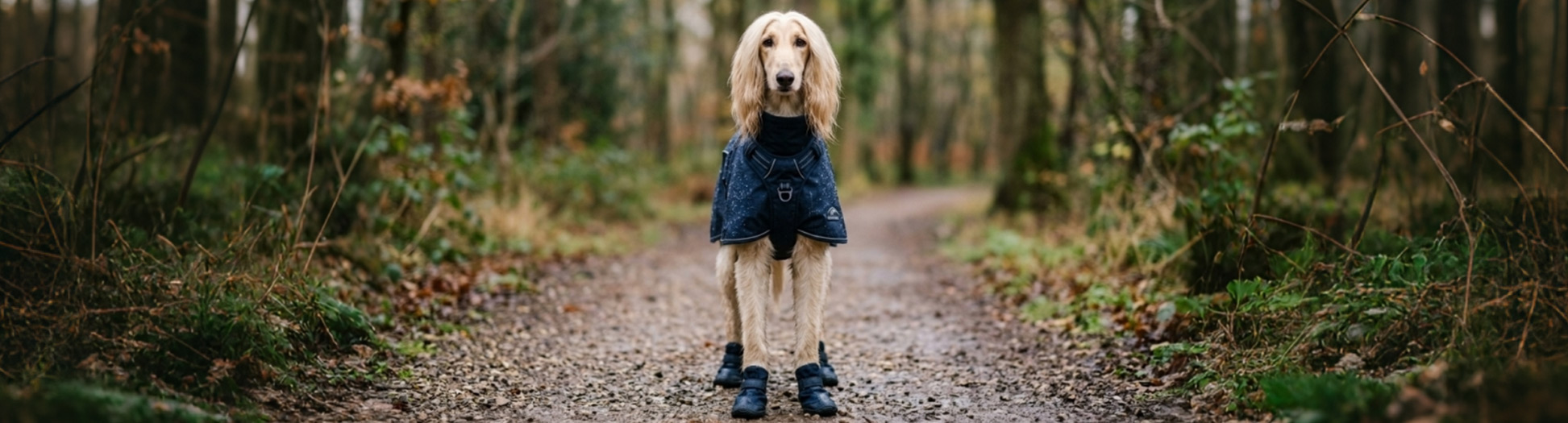 Afghan Hound wearing a dark waterproof coat and boots on a forest trail for Fabrics & Construction guides.