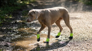 A Weimaraner stepping from a muddy puddle onto dry gravel demonstrating waterproof vs breathable dog boots in changing conditions.