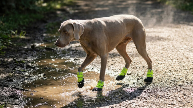 A Weimaraner stepping from a muddy puddle onto dry gravel demonstrating waterproof vs breathable dog boots in changing conditions.